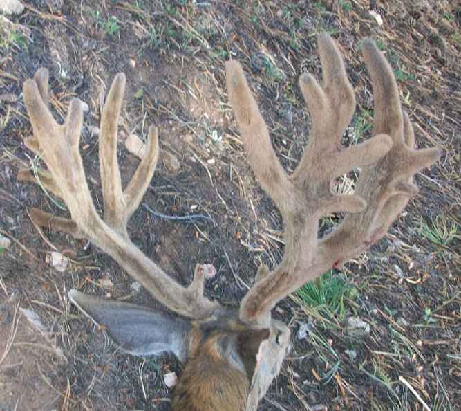 Arizona Strip and Kaibab Mule Deer Hunting - Arizona Mule Deer Hunting