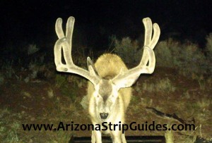 trophy mule deer hunts trophy mule deer hunts