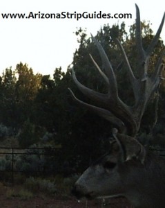 outfitters for trophy mule deer outfitters for trophy mule deer