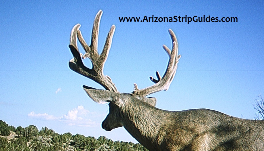 trophy mule deer outfitters